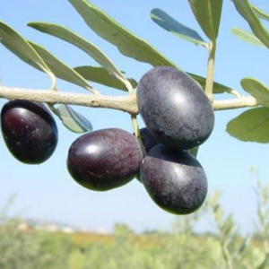 Greek Kalamata RESERVE 2024 - ROBUST Ultra-Premium Final Release