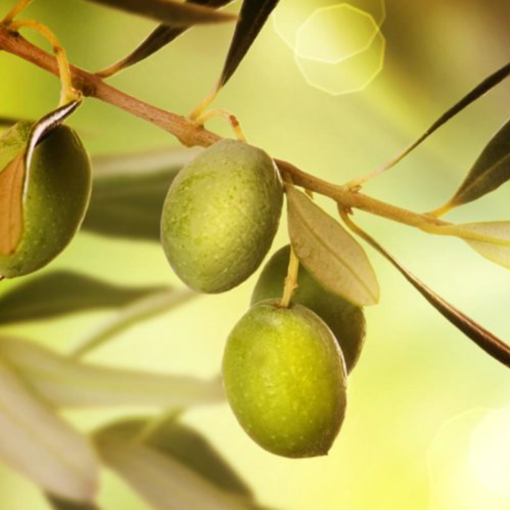 Italian Coratina - MEDIUM Ultra-Premium EVOO