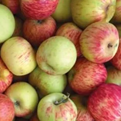 Organic Apple Cider Vinegar