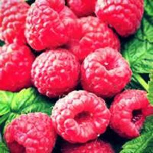 Raspberry Balsamic Vinegar - EVOO & Vin
 - 1