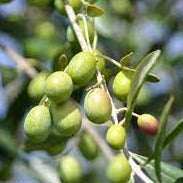 Tunisian Chetoui 2024 - ROBUST Ultra-Premium EVOO